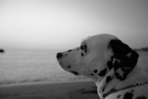 ic-03505 Dalmation looking out to sea.