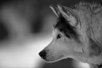 ic-03508 Siberian husky dog head profile portrait.