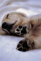 ic-03603 Miniature Dachshund puppy sleeping.