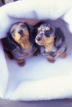 ic-03602 Two Miniature Dachshund puppies in basket looking up.