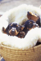 ic-03704 Three Miniature Dachshund puppies in basket.