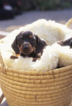 ic-03703 Miniature Dachshund puppy in basket.