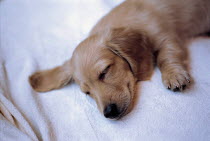 ic-03708 Miniature Dachshund puppy sleeping.