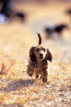 ic-03801 Miniature Dachshund puppy running towards camera.