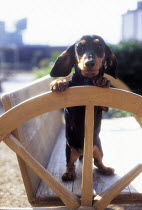 ic-03802 Miniature Dachshund puppy standing on park bench.
