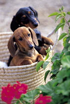 ic-03901 Two Miniature short hair Dachshunds in basket.