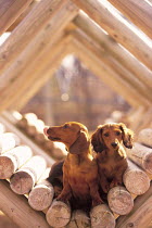 ic-03902 Two Miniature Dachshund puppies in timber structure.