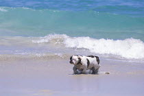 ic-04001 Bulldog walking along beach near sea.