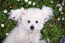 ic-04005 Maltese dog portrait.