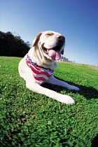 ic-04006 Labrador dog wearing scarf.
