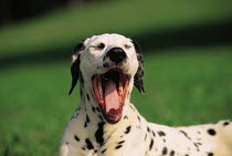 ic-04008 Dalmation dog yawning.