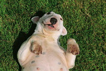 ic-04101 Bull terrier lying on back in submissive pose looking up.