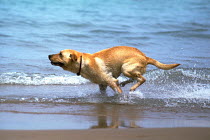 ic-04107 Labrador dog running through shallow water on beach.