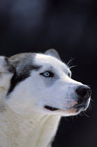 ic-04201 Siberian husky head portrait.