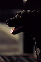 ic-04202 Black labrador head profile portrait.