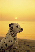 ic-04205 Dalmation looking out to sea at sunset.
