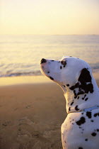 ic-04207 Dalmation sniffing air on beach at sunset.