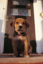 ic-04208 Puppy sitting on doorstep of house.
