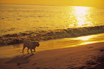 ic-04305 Golden retriever coming out of sea at sunset
