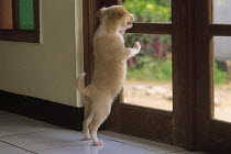 ic-04306 Puppy standing on back legs looking out of window.