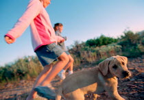 ic-04404 Child taking Golden retriever puppy for walk.