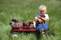 ic-04405 Child playing with puppies in toy truck.