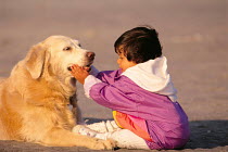 ic-04408 Child playing with Golden retriever.