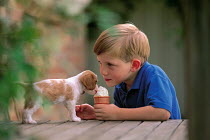 ic-04501 Child sharing icecream with Spaniel puppy.