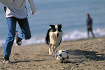 ic-04503 Collie dog and  person running after ball on beach.
