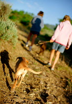 ic-04507 Child taking Golden retriever puppy for walk.