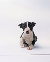 ic-04601 Bull terrier puppy portrait.