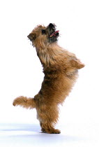 ic-04803 Terrier dog standing on black legs to beg.