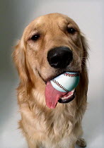 ic-04904 Golden retriever holding ball in mouth.