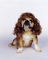 ic-04909 Bulldog wearing wig and pearl necklace portrait.