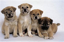 ic-05004 Four puppies.