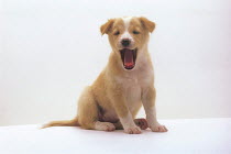 ic-05005 Puppy yawning portrait.