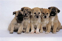 ic-05008 Five puppies sitting in line