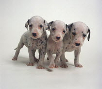 ic-05103 Three Dalmatian puppies.