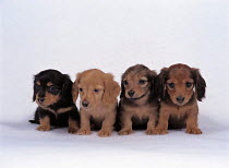 ic-05104 Four Miniature dachshund puppies sitting in line