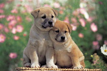 ic-05202 Two puppies sitting