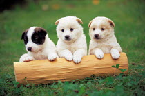 ic-05301 Three puppies.
