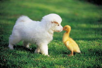 ic-05303 Puppy and duckling greeting.