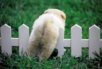 ic-05304 Puppy climbing over low fence, rear view.