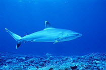 Silvertip shark {Carcharhinus albimarginatus}