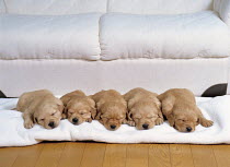 ic-05403 Five Golden retriever puppies sleeping in a line