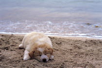 ic-05404 Puppy sleeping on beach.