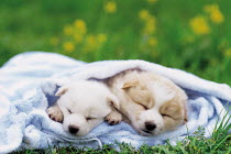 ic-05405 Two puppies sleeping wrapped in towel.