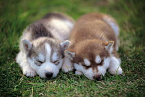 ic-05410 Two Siberian husky puppies sleeping.