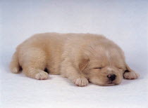 ic-05503 Puppy sleeping.