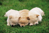 ic-05505 Three puppies sleeping on lawn.
